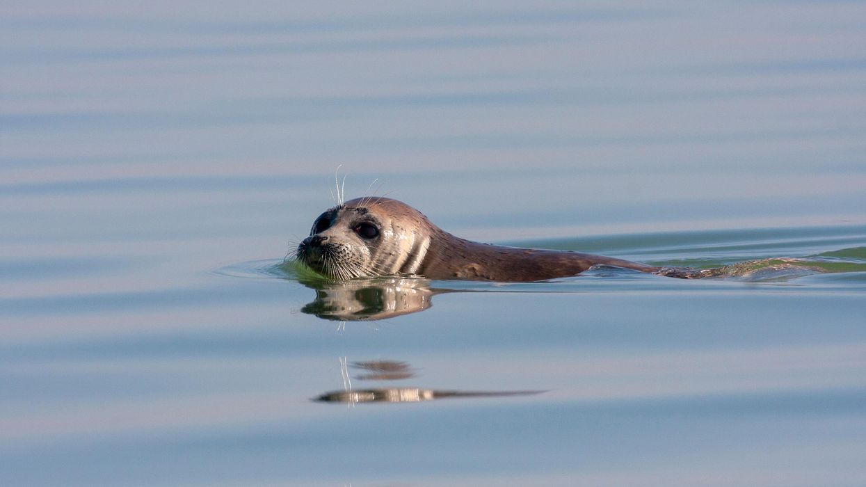 A Caspian seal swimming in the Caspian Sea