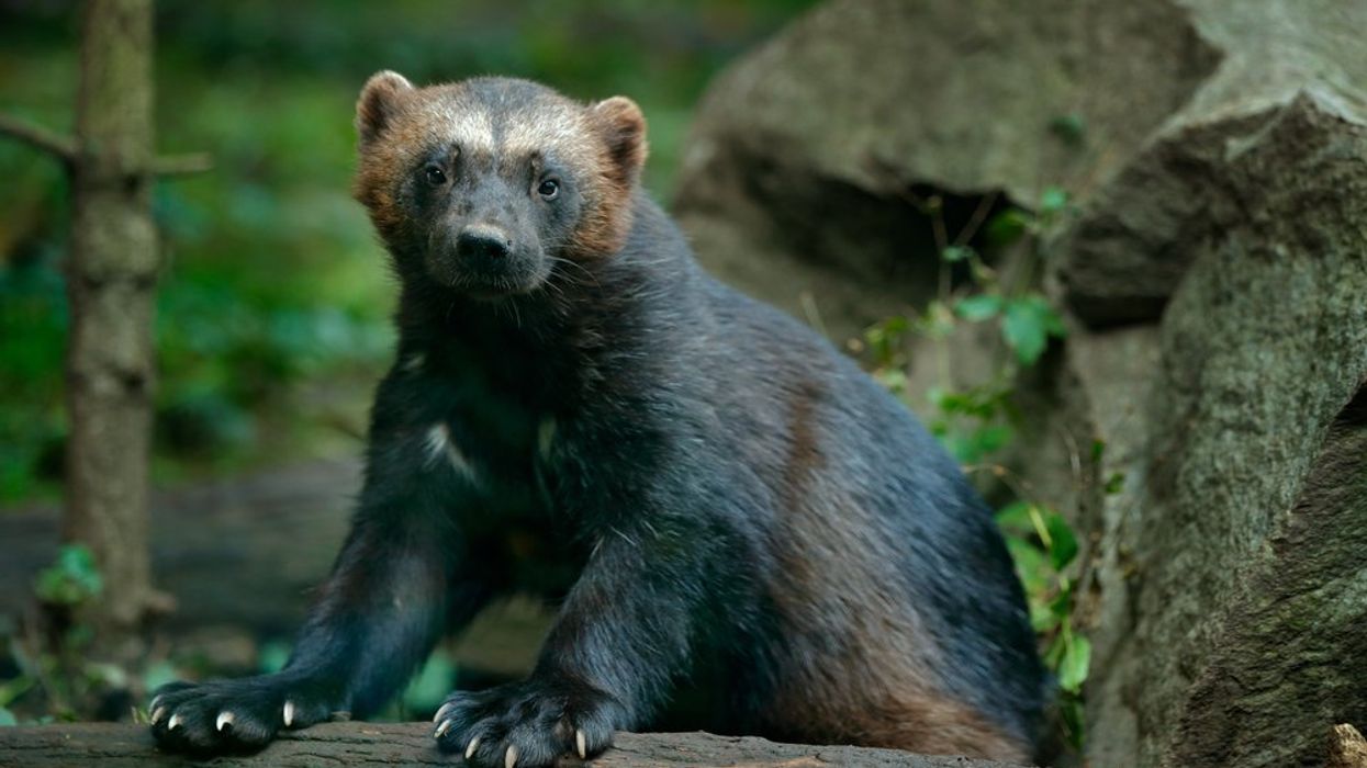 As Wolverines Face Extinction, the U.S. Is Racing to Save Them 