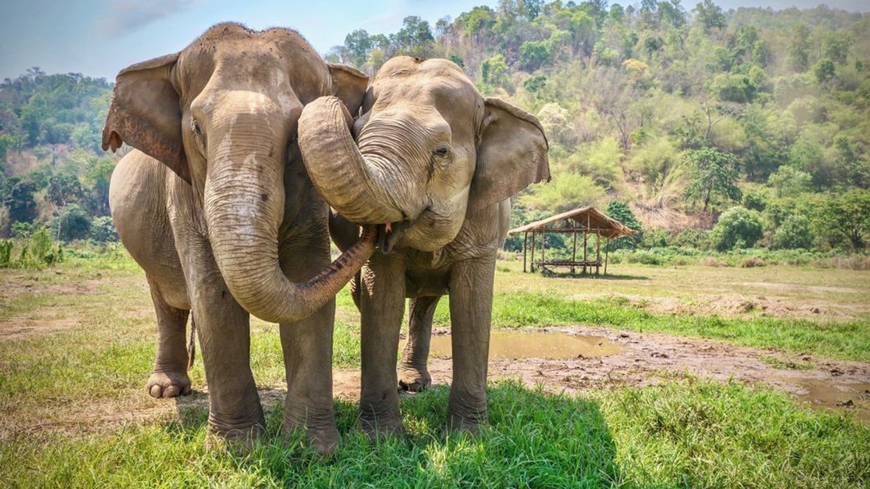 Asian Elephants Have Lost Two-Thirds of Their Habitat