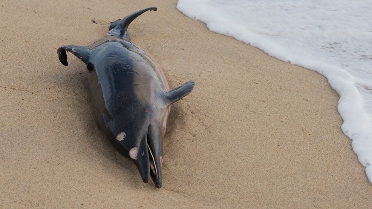 Beached dolphin