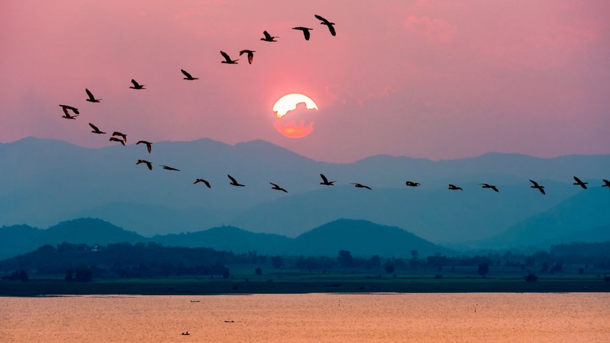 Climate Change Has a Dangerous Impact on Bird Migration