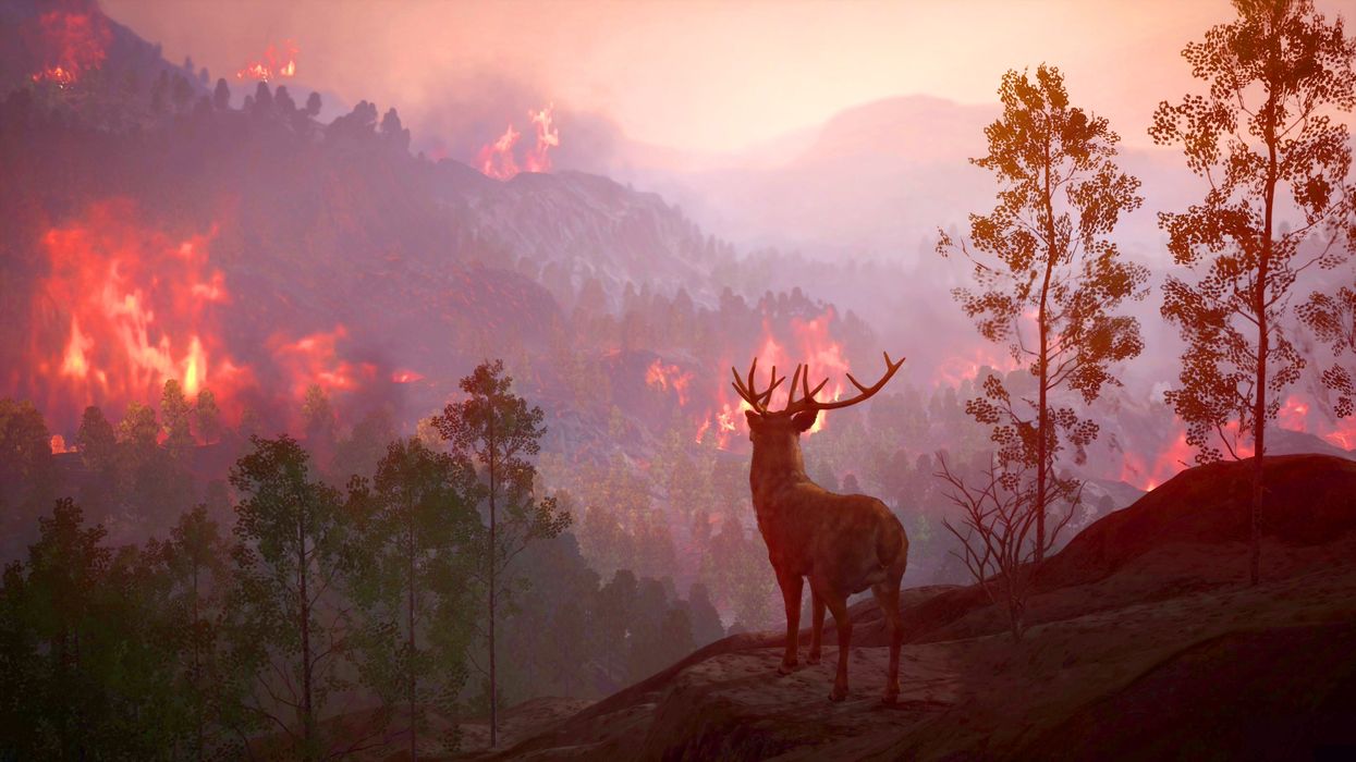 Deer watching mountain forest hill wildfire burns high mountain