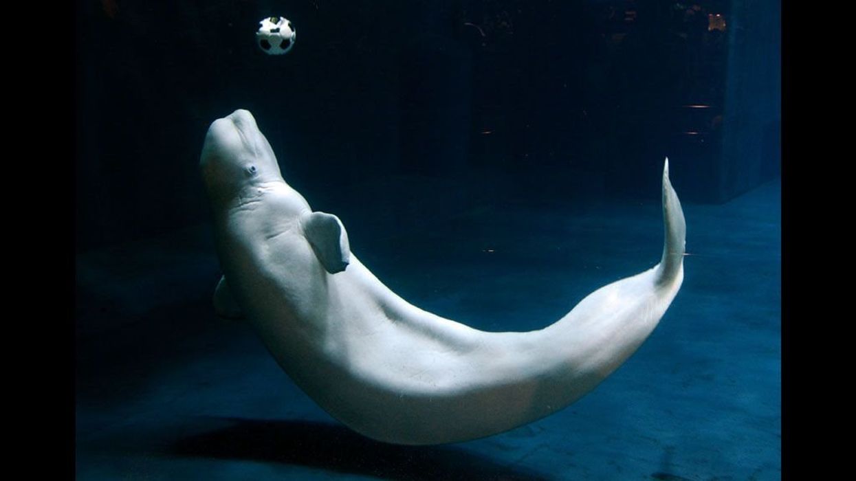 Free Bella: The Fight to Release a Beluga Whale From a South Korean Mega Mall’s Aquarium