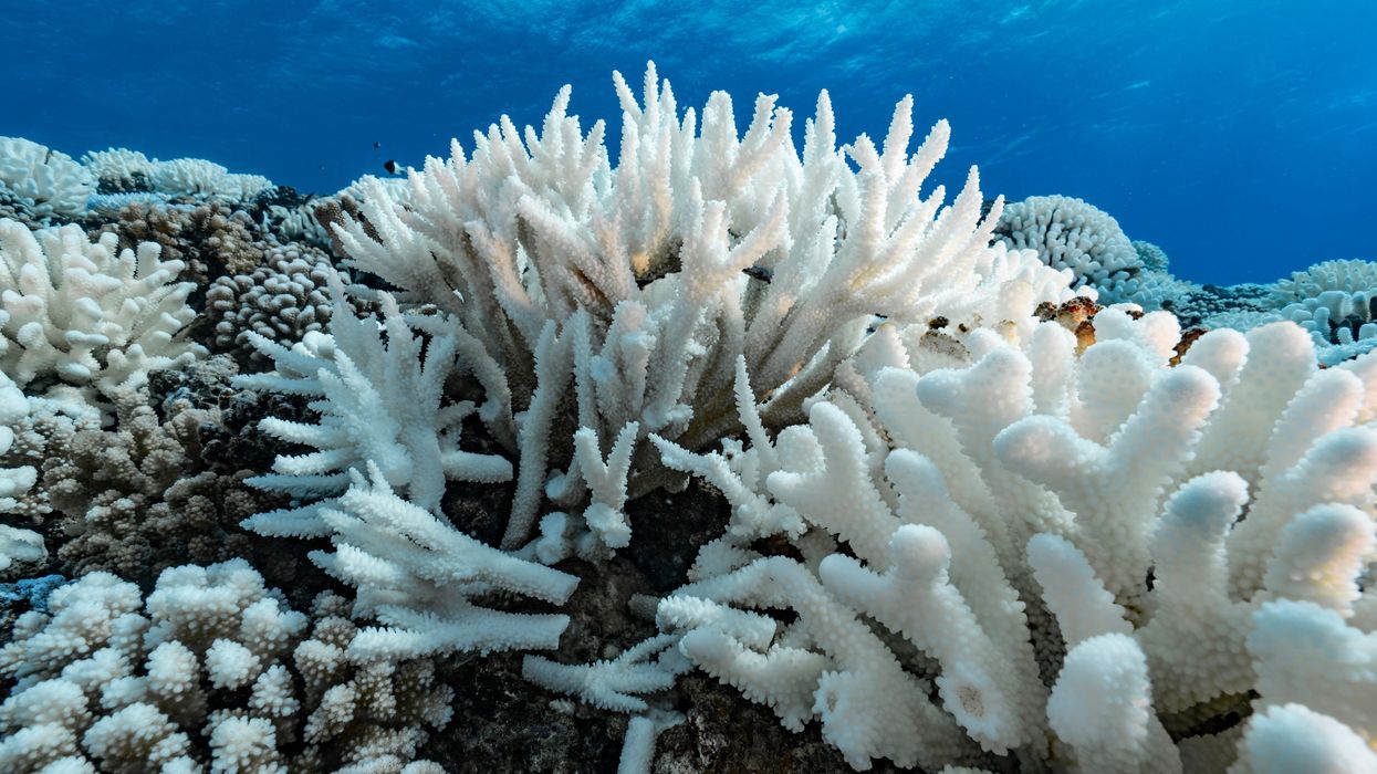 French Polynesia coral reefs