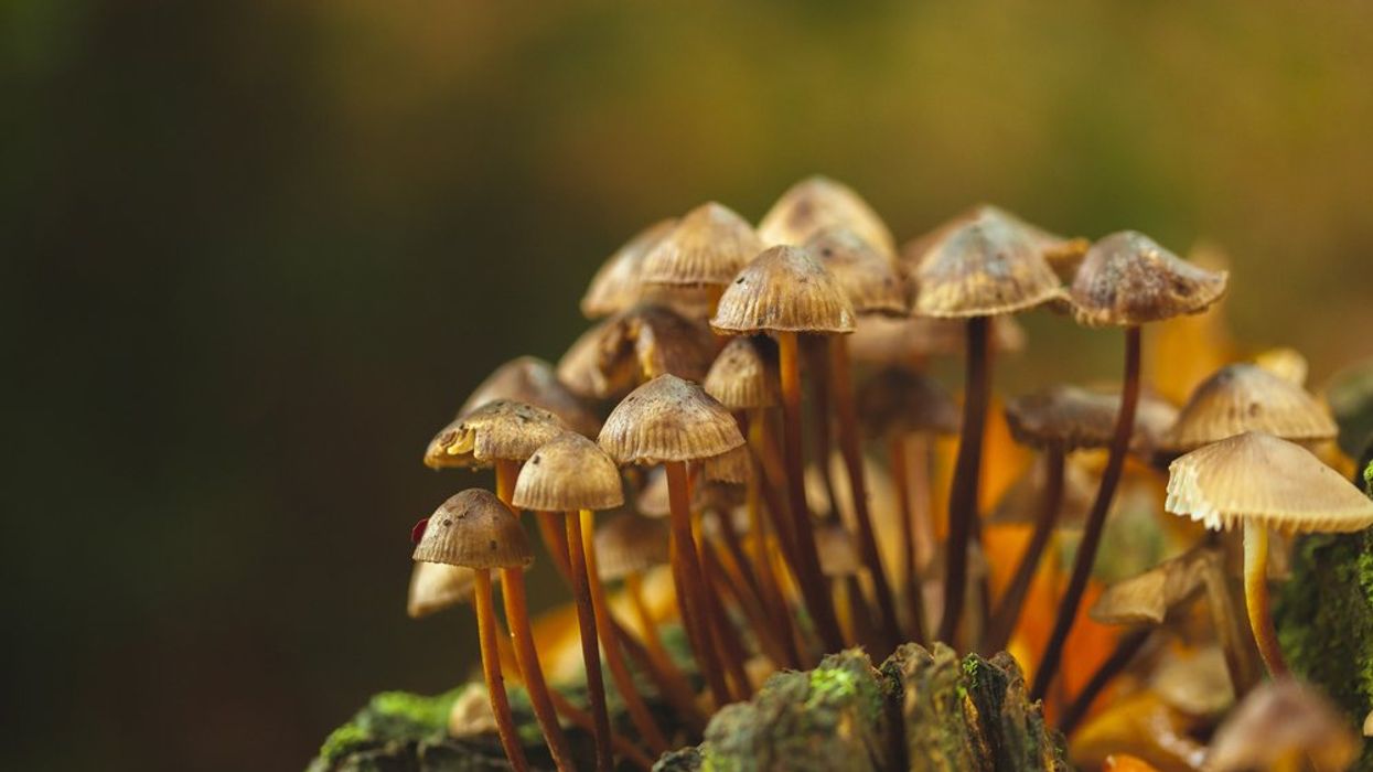 Fungi Could Offer ‘Jaw-Dropping’ Solution to Climate Change