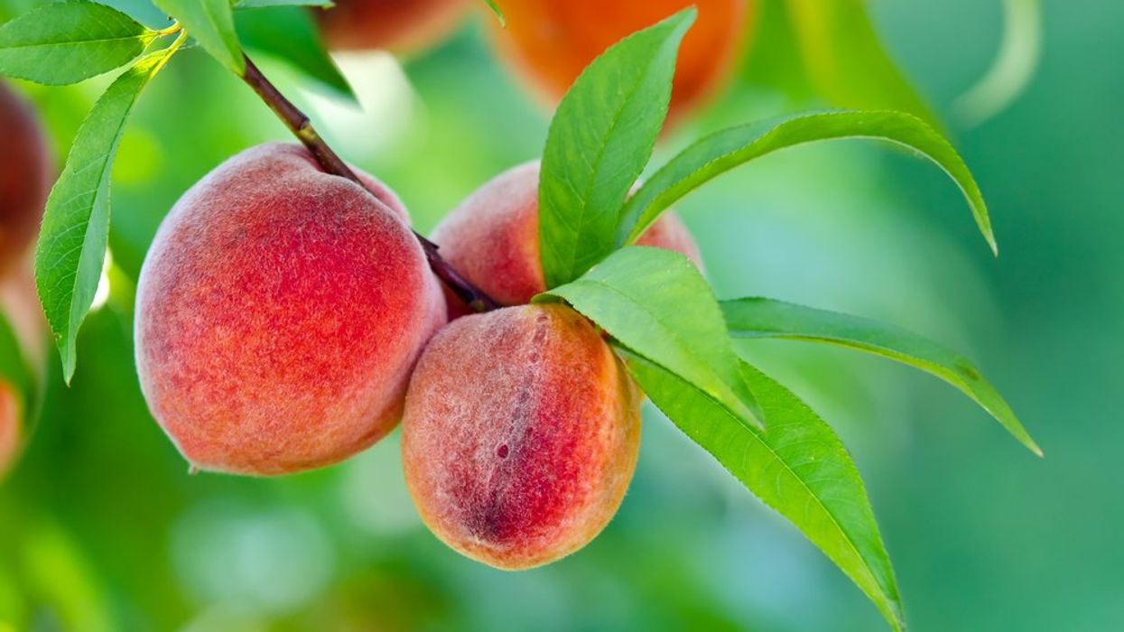 Georgia Lost 90 Percent of Its Peaches This Year