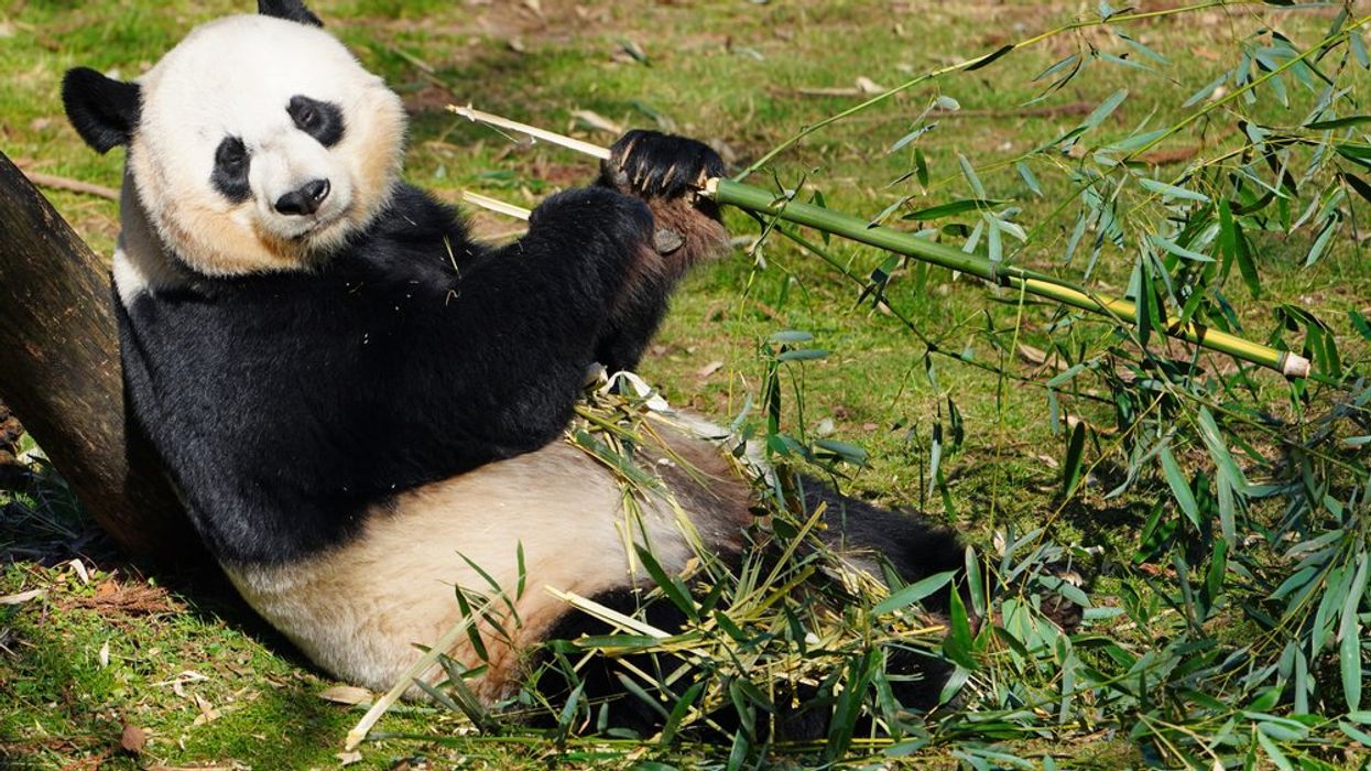 Giant panda eating bamboo shoots at the Smithsonian National Zoo in Washington, DC