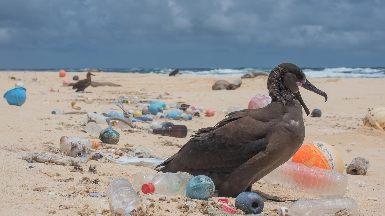 Hawaiian Island plastic garbage
