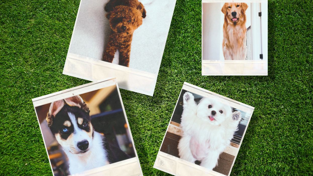 Happy National Dog Day From These Insta-Famous Pups