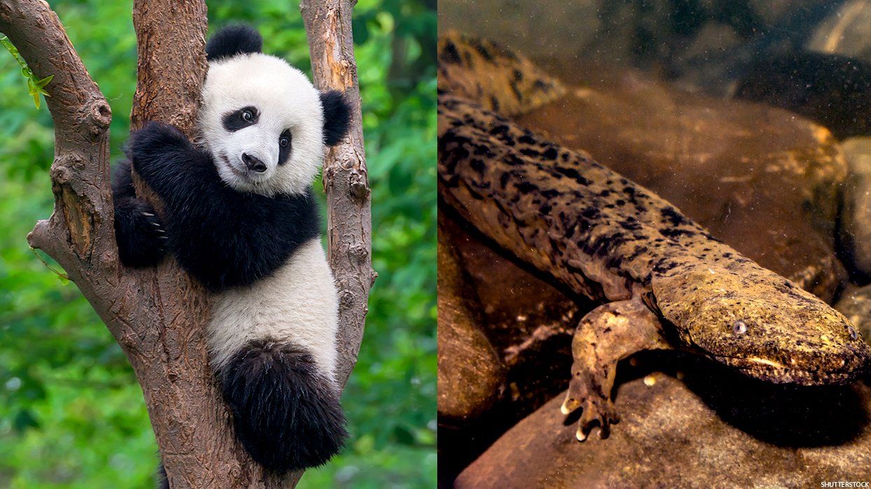 Panda bear cub and hellbender salamander