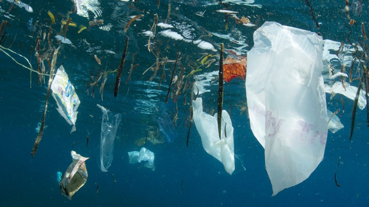 The Great Pacific Garbage Patch Is Now So Big That It Grew Its Own Ecosystem