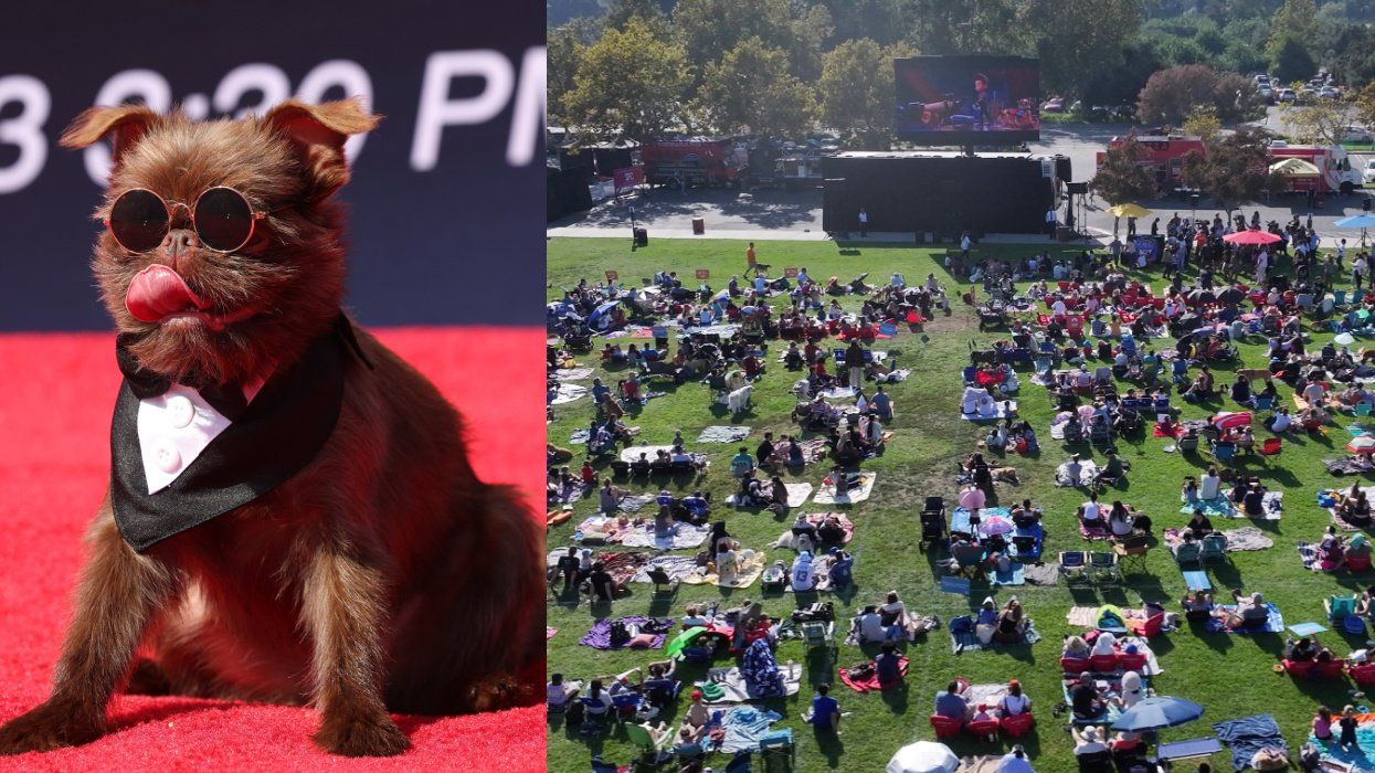 Watch These 219 Dogs Break a World Record at 'PAW Patrol' Movie Screening