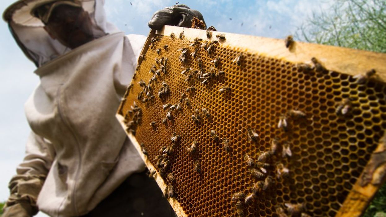 Your Backyard Hive Is Hurting Bees, Not Helping